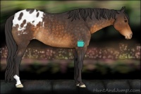 Horse Color:Buckskin Appaloosa Rabicano 