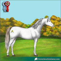 Horse Color:Bay Tobiano Near Leopard
