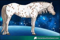 Horse Color:Black Pearl Appaloosa
