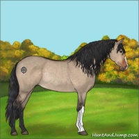 Horse Color:Bay Dun Rabicano 