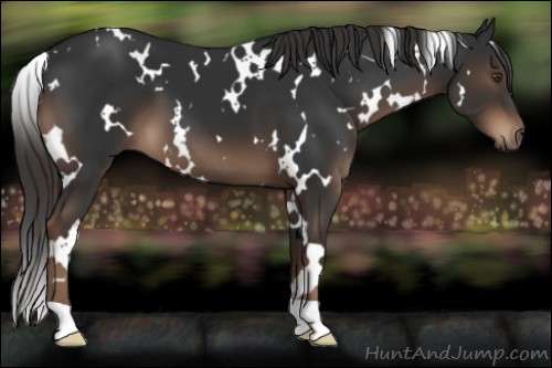 Horse Color:White Spotted Liver Chestnut 