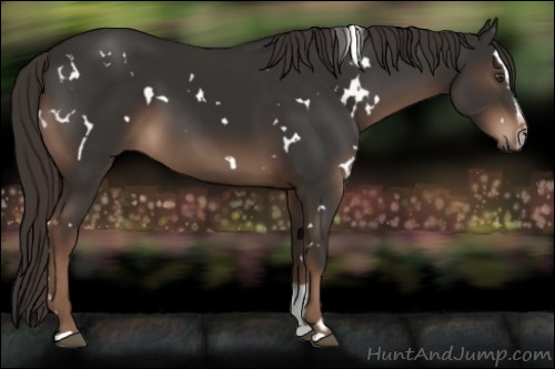 Horse Color:White Spotted Liver Chestnut Sabino 