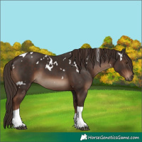 Horse Color:White Spotted Liver Chestnut Tobiano 