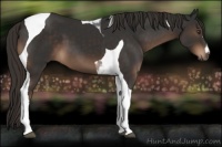 Horse Color:Liver Chestnut Tobiano 