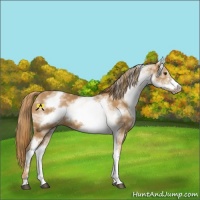 Horse Color:White Spotted Chestnut Sabino Frame 