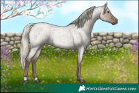 Horse Color:Silver Grullo Roan Brindle 