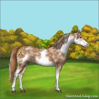 Horse Color:White Spotted Chestnut Sabino Frame