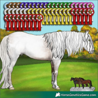 Horse Color:Gray White Spotted Silver Brown Pearl 