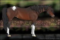Horse Color:Brown Appaloosa 