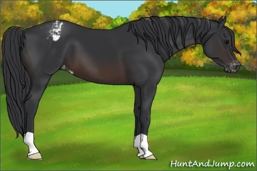 Horse Color:Brown Appaloosa 