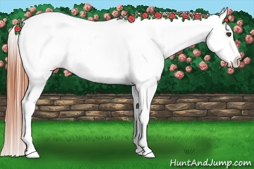 Horse Color:White Spotted Bay Dun Appaloosa 