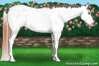 Horse Color:White Spotted Bay Dun Appaloosa 