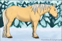 Horse Color:Palomino 