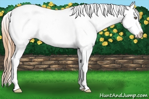 Horse Color:White Spotted Gold Champagne Varnish 