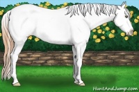 Horse Color:White Spotted Gold Champagne Varnish