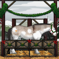 Horse Color:Brown Dun Splash 