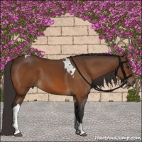 Horse Color:Buckskin Tobiano 