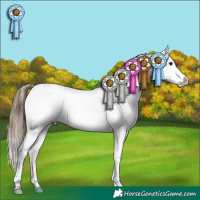 Horse Color:Bay Tobiano Appaloosa