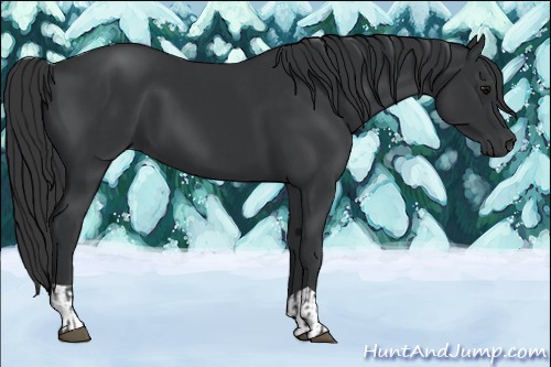 Horse Color:Black and Black