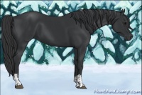 Horse Color:Black  and Black 