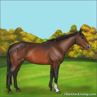 Horse Color:Bay Appaloosa 