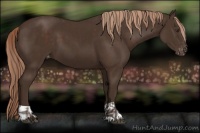 Horse Color:Liver Chestnut  and Liver Chestnut Varnish 