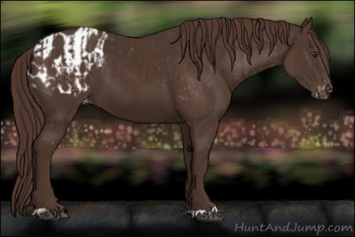 Horse Color:Liver Chestnut  and Liver Chestnut Appaloosa 