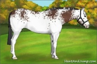Horse Color:White Spotted Bay 