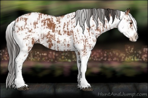 Horse Color:Bay Sabino  and Bay Sabino 