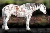 Horse Color:Bay Sabino  and Bay Sabino 