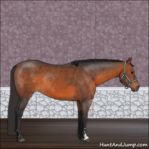 Horse Color:Brown Sabino Rabicano 