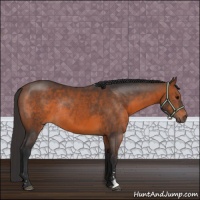 Horse Color:Brown Sabino Rabicano