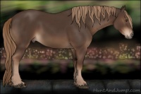 Horse Color:Liver Chestnut Rabicano