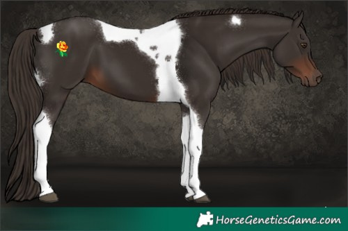 Horse Color:Liver Chestnut Tobiano 