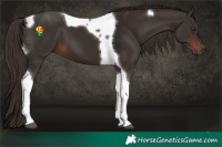 Horse Color:Liver Chestnut Tobiano 