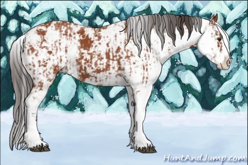 Horse Color:Bay Sabino  and Bay Sabino Appaloosa 