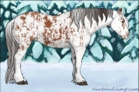 Horse Color:Bay Sabino  and Bay Sabino Appaloosa 