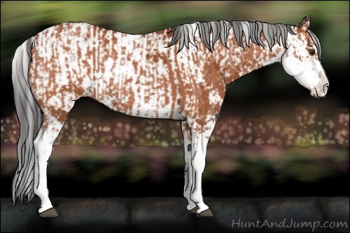 Horse Color:Bay Sabino  and Bay Sabino 