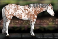 Horse Color:Bay Sabino and Bay Sabino
