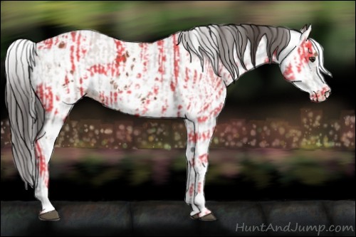 Horse Color:Bay Sabino  and Bay Sabino Appaloosa 