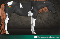 Horse Color:Liver Chestnut Tobiano 