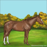 Horse Color:Chestnut 