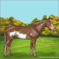 Horse Color:Chestnut Frame 