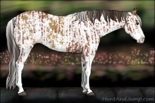 Horse Color:Bay Sabino  and Buckskin Sabino 