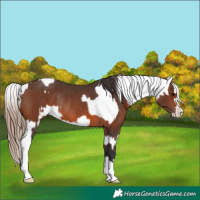 Horse Color:Brown Rabicano  and Brown Blanket Rabicano 