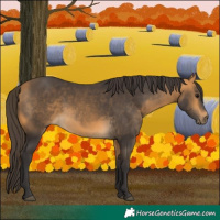 Horse Color:Buckskin 