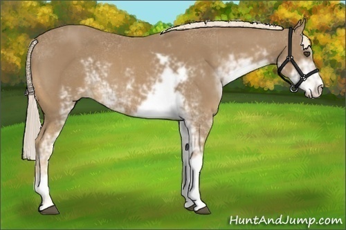 Horse Color:Palomino Sabino