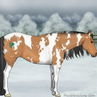 Horse Color:White Spotted Bay Tobiano 
