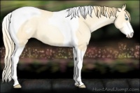 Horse Color:Smoky Black Pearl Sabino Tobiano Appaloosa