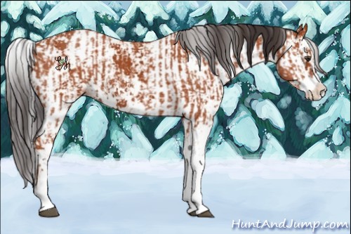 Horse Color:Bay Sabino  and Bay Sabino 